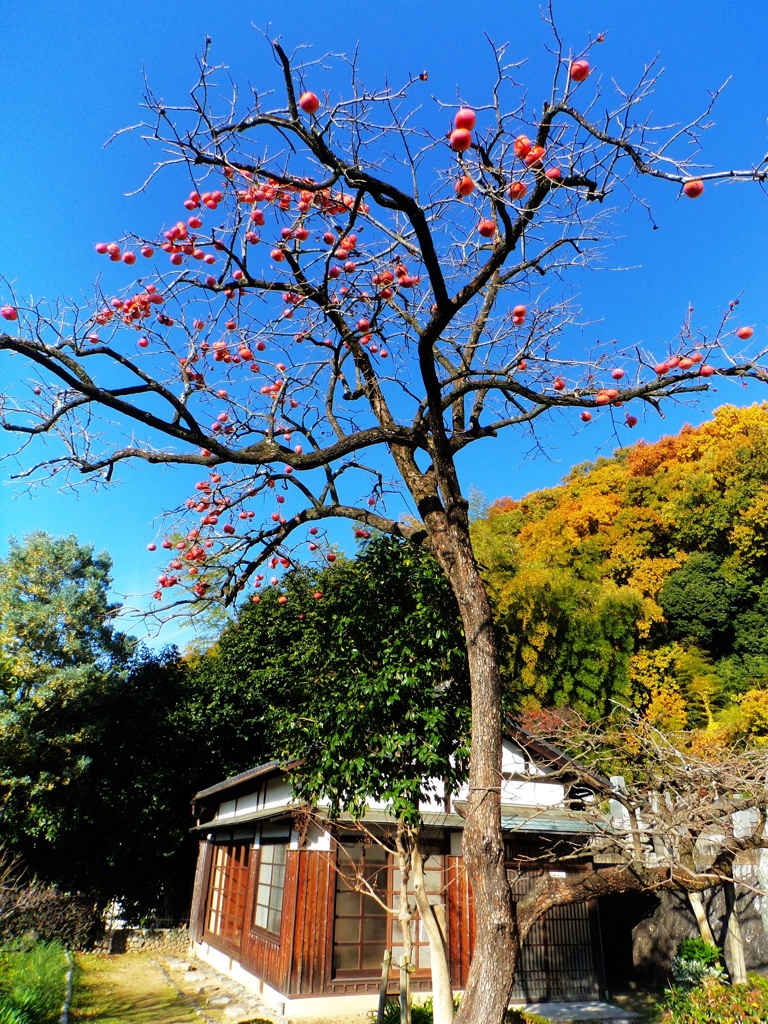 第四千百六十五作　「あるじ無き　柿熟しきる　いほりかな」　愛媛県松山