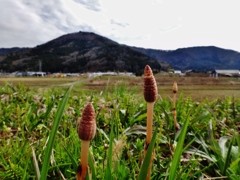 第三千百八十作　「ここからは　峠となりぬ　つくしんぼう」　滋賀県西浅井