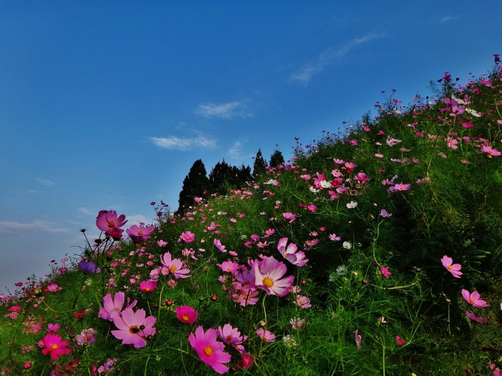 第二千二百八十三作　「こすもすはこすもすとして　風にゆれてわたしも」富山県 砺波