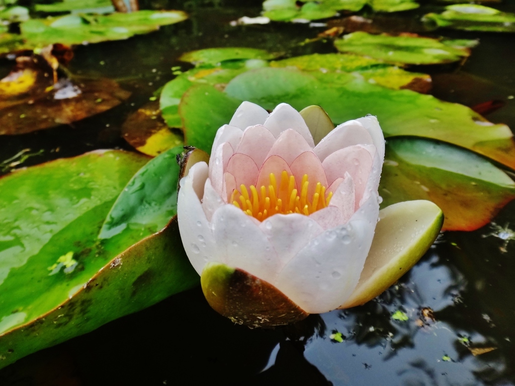 第三千二百六十六作　「池おもて　ぬれてひつそり　浄土の御花」　福島県南相馬