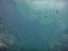 第千百七十五作　　「水を覗けば　ゐさな戯る　にぎやかに」　静岡県二俣