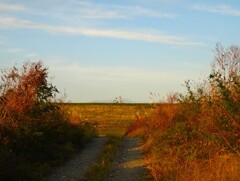 第四千百六十四作　「燗酒が　恋しくなりし　土手の自転車」　群馬県伊勢崎