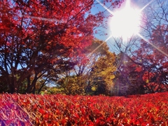 第二千三百二十四作　「どうだんつつじ　負けじと　紅と主張せり」　茨城県北茨城