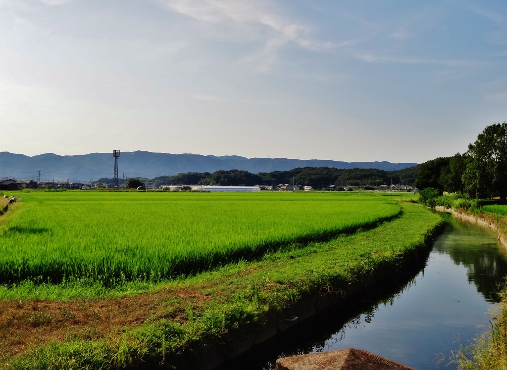 第二千二百三十一作　「炎天へうへう　けふいちにちを　やり過ごし」　岡山県高松