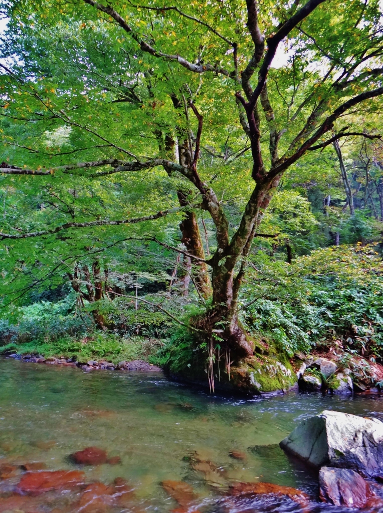 第二千九百九十八作　「いにしへを　水に映せし　老い桜」　福井県大納