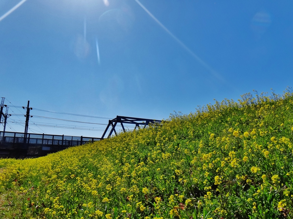 第三千百五十八作　「摘んでも摘んでも　　咲かさる咲かさる　菜花かな」　千葉県市川