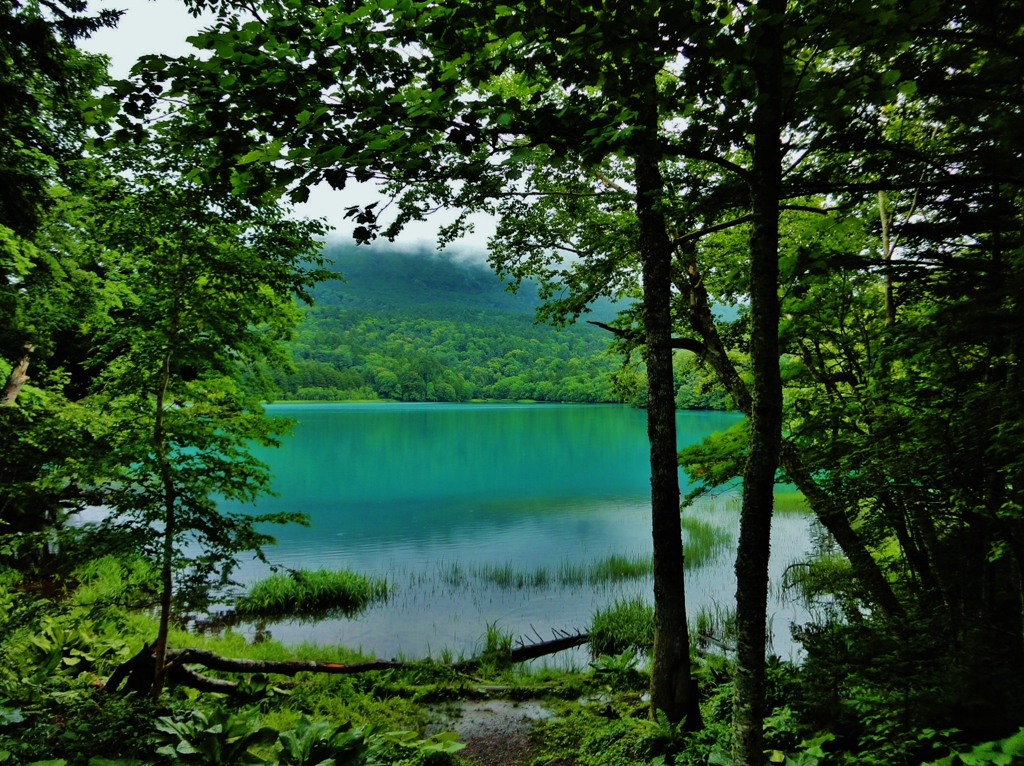第三千三百二作　「池おもて　青さ鮮やかに　霧の流るる」　北海道足寄