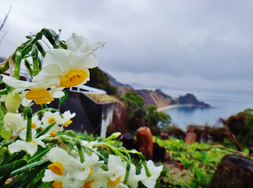 第三千八百六十九作　「水仙項垂る　冷たい雨で」　愛媛県興居島