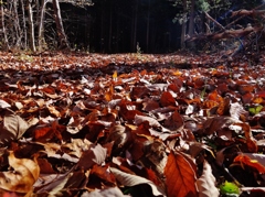 第千六百十七作　　「木の葉も　落ちきつたか」　福島県飯館