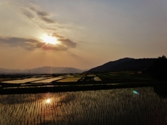 第六百九十六作　　 「ほつこり日暮るる 若稲の風」　 福井県阪谷