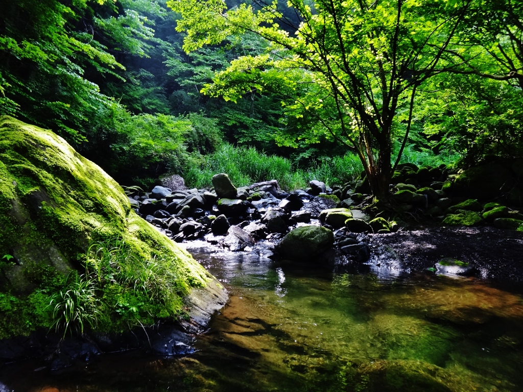 第千九十八作　　「木陰　沢水に　足浸してゐる」　神奈川県山北