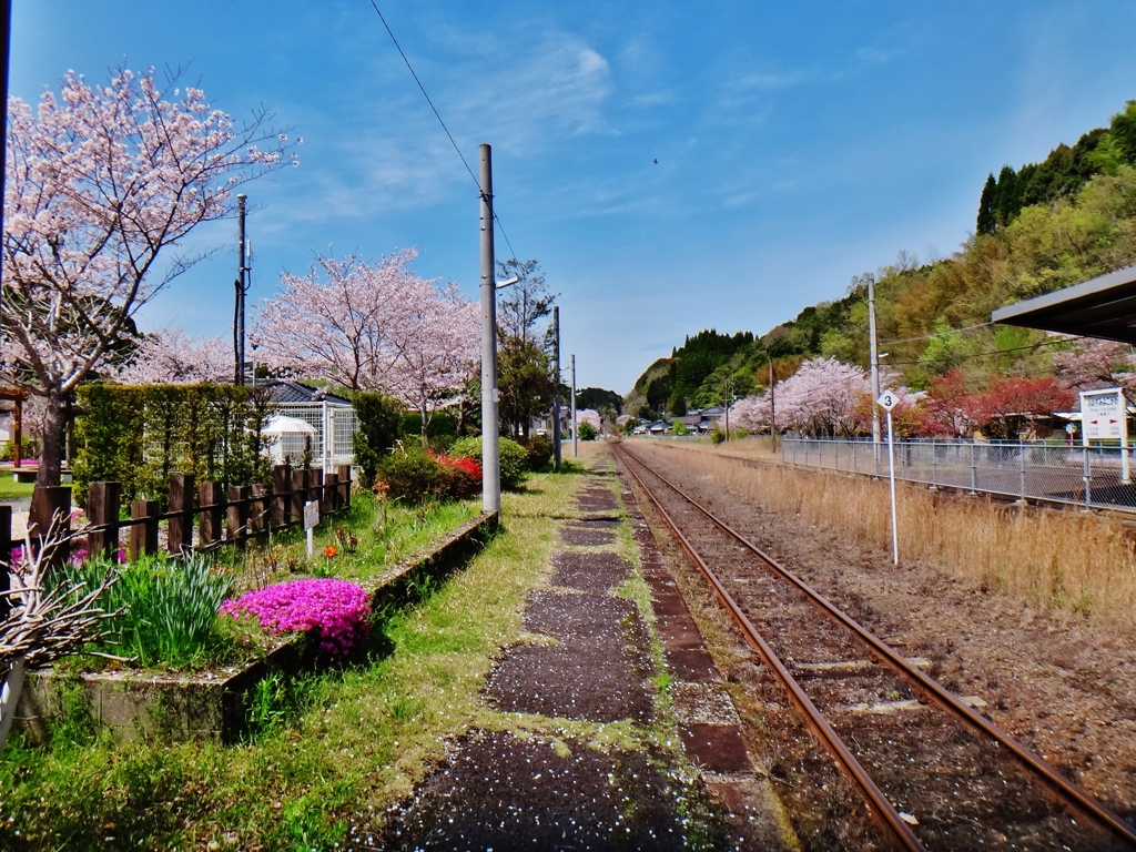 第三千五百五十九作　「今年も咲ひて　今年も散つて　桜の駅で」　鹿児島県霧島