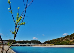 第三千九百一作　「新芽可愛や　天竜の　流れ揺蕩ふ」　静岡県天竜
