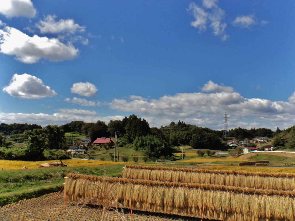 第三千十六作　「見上げれば　雲の流るる　稲わら干さるる」　福島県伊達