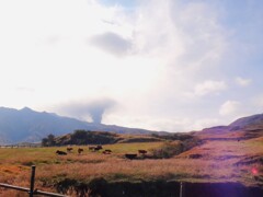 第四千百八十二作　「小春やさしく　枯れ草の　あか牛包む」　熊本県阿蘇
