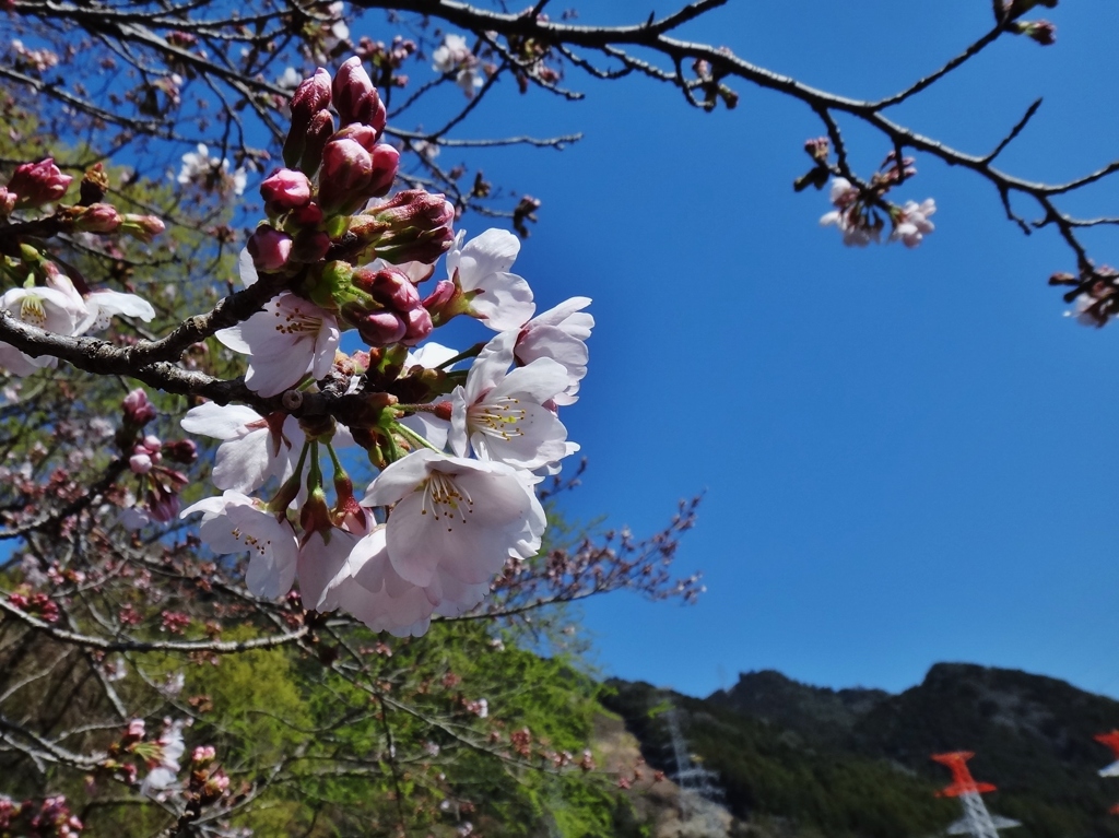 第千三百四十九作　　「天へ旅たつた朝の　桜ひらひた　送り桜」　静岡県佐久間