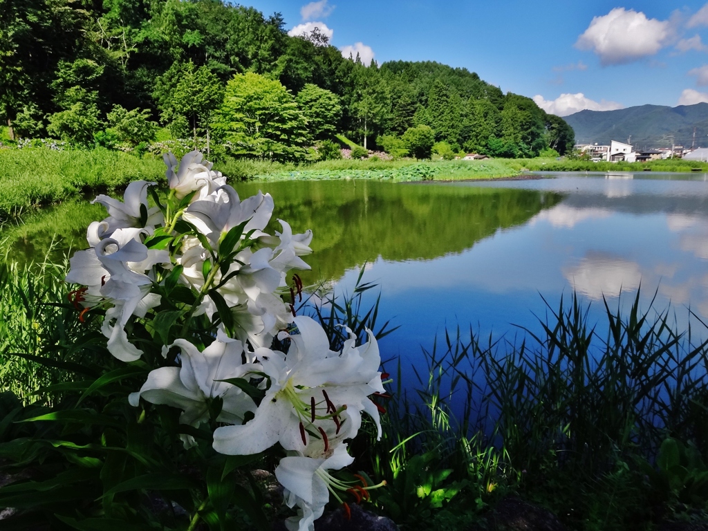 第千八百四十九作　　「水へ雲を　百合の一株　添へられてゐる」　山梨県富士吉田