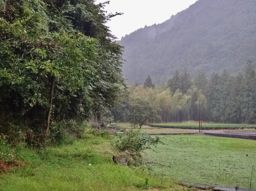 第二千二百八十五作　「雨降らば　雨を観てゐる　ひとりでゐる」　山梨県南部