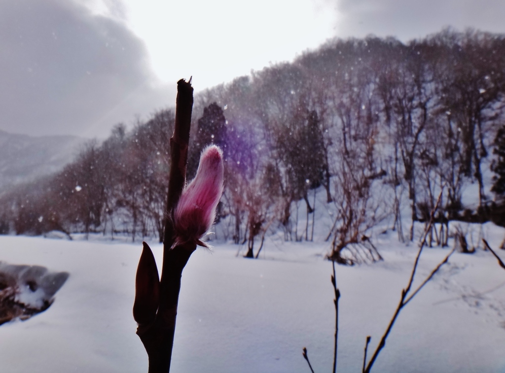 第三千八百七十一作　「ひとりゐて　粉雪舞ふや　ねこやなぎ」　福井県和泉