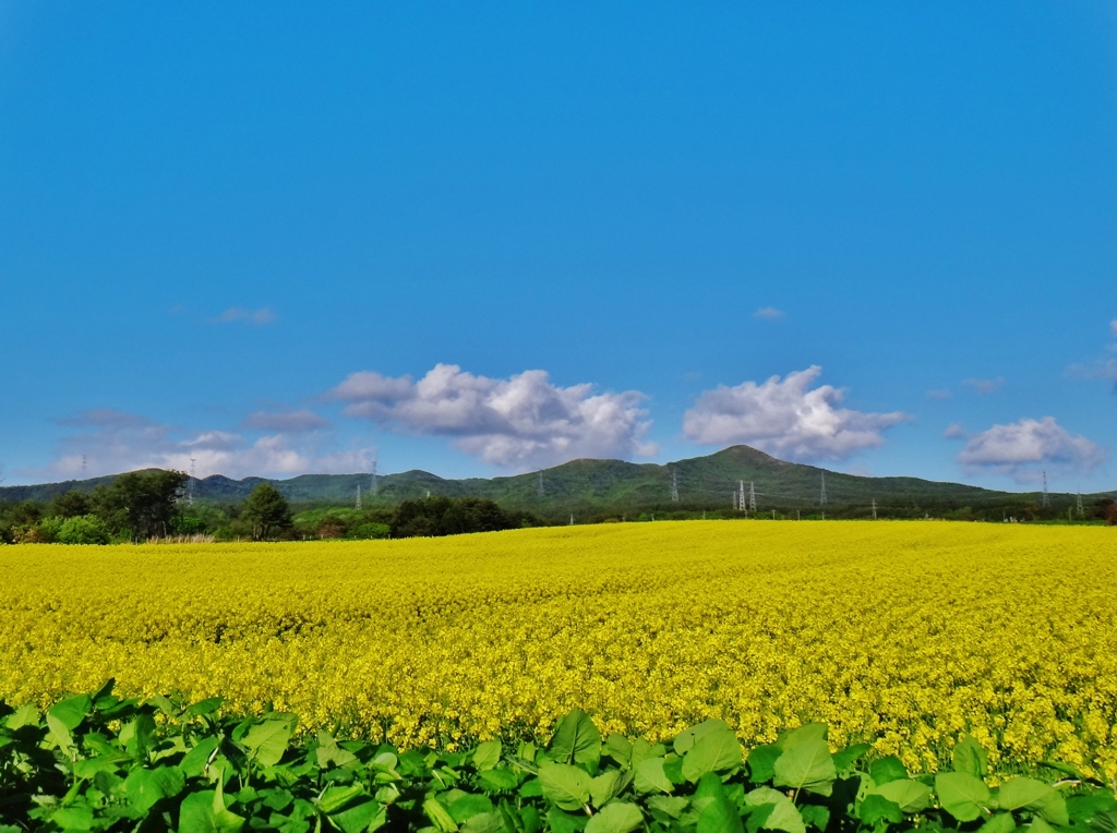 第三千六百六作　「菜の花畑　なにやらかやら　咲き放題で」　青森県横浜