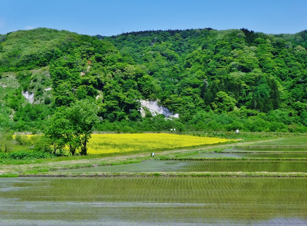  第千四十七作　　「みんな春となつて　野も山も」　宮城県大崎