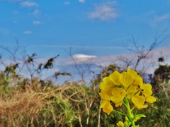 第三千百四十作　「笠雲の　富士へなのはな　いちりんを添へ」　静岡県富士