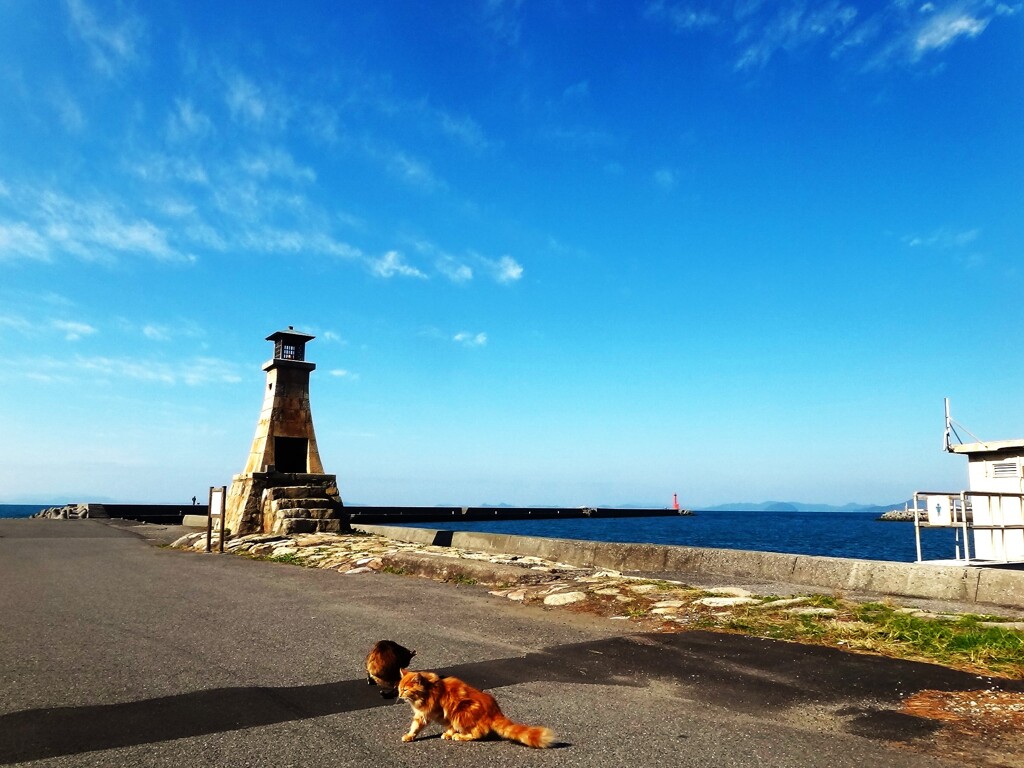 第四千百六十一作　「よう肥えた　港の猫や　秋の凪」　愛媛県伊予
