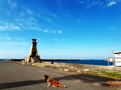 第四千百六十一作　「よう肥えた　港の猫や　秋の凪」　愛媛県伊予
