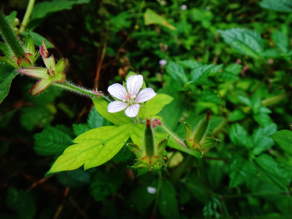 第二千二百九十二作　「迷い無く　げんのしようこの　ひと花か」　福島県浪江