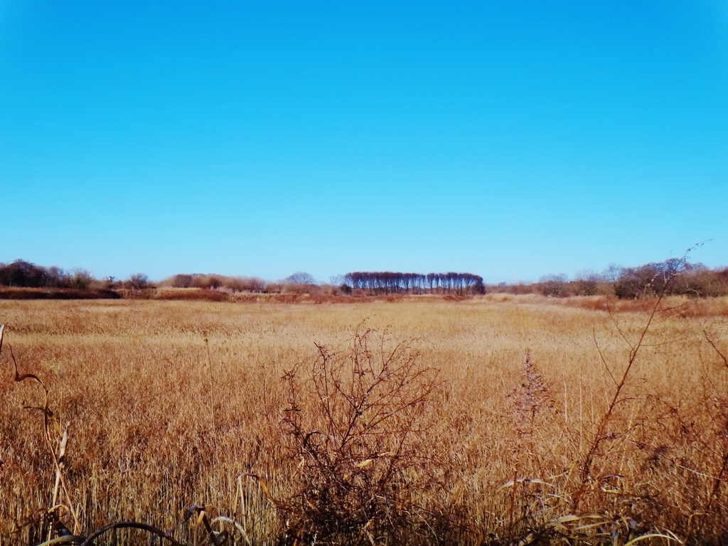 第四千百九十九作　「さつぱり枯れて　雲ひとつ無し」　茨城県守谷