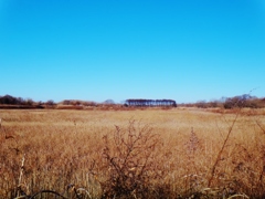 第四千百九十九作　「さつぱり枯れて　雲ひとつ無し」　茨城県守谷