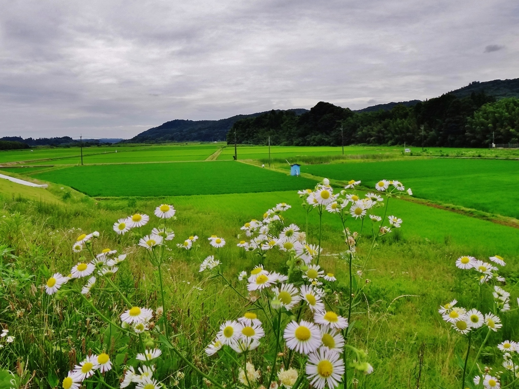 第二千五百五十九作　「雨雲の　間合い咲かさる　姫女苑」　茨城県常陸太田