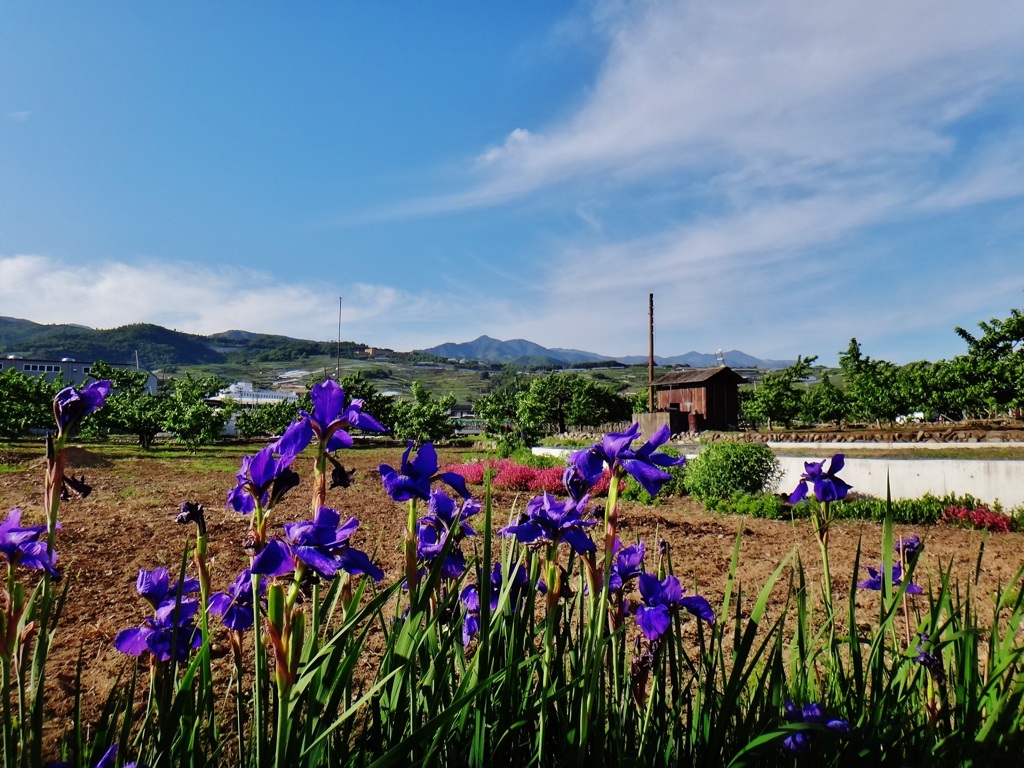 第三千五百九十七作　「山並み　なつかしく　かきつばた揺らぐ」　山梨県山梨　