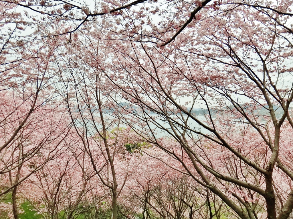 第三千百八十六作　「よろこびも　かなしみも　まんてんのさくら」　愛媛県大西