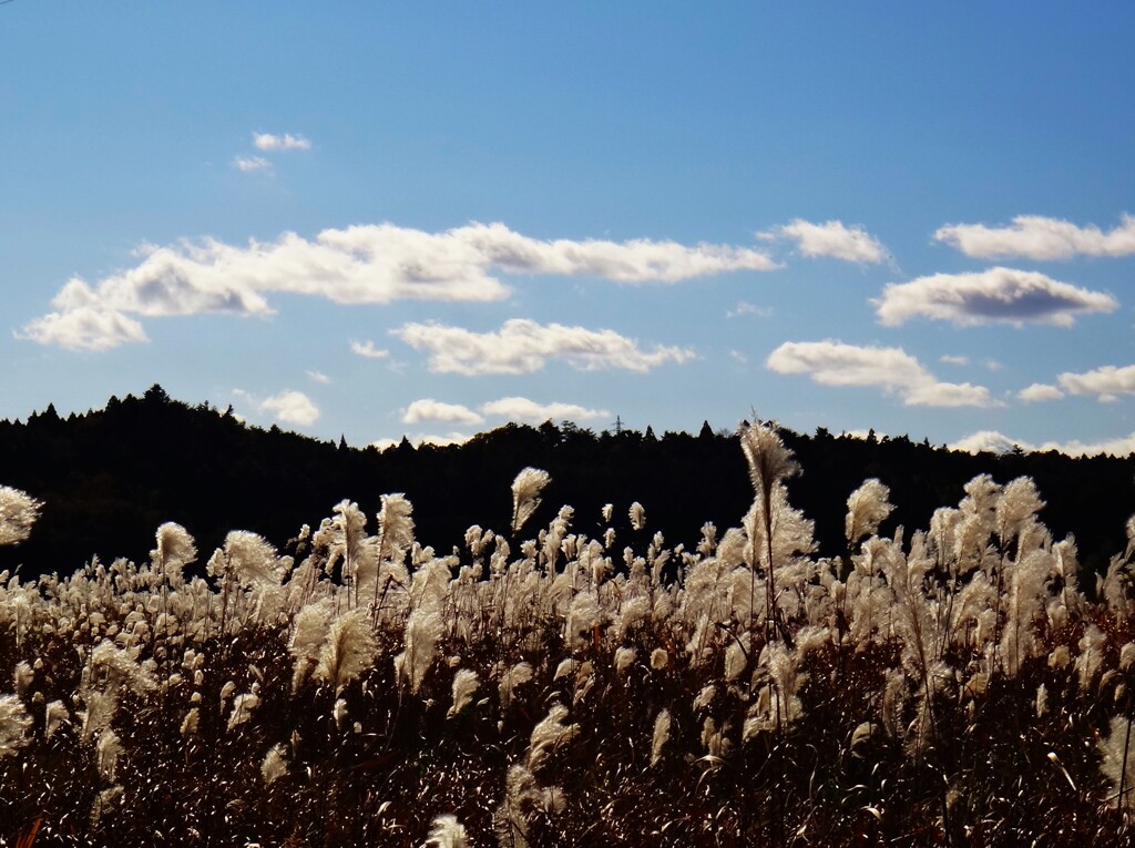 第四千百五十四作　「ひとり　ひつそりゐて　ほほけすすき」　福島県浪江