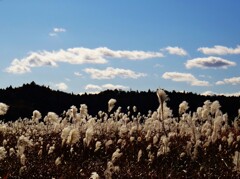 第四千百五十四作　「ひとり　ひつそりゐて　ほほけすすき」　福島県浪江
