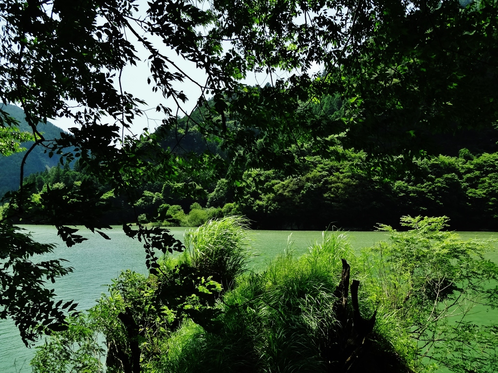 第七百五十五作　　「風吹かば　風に身をまかせる」　愛知県富山　