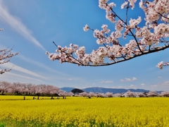 第二千八百二十九作　「いにしへの　都ぞいまや　花と埋もるる」　奈良県橿原