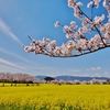 第二千八百二十九作　「いにしへの　都ぞいまや　花と埋もるる」　奈良県橿原