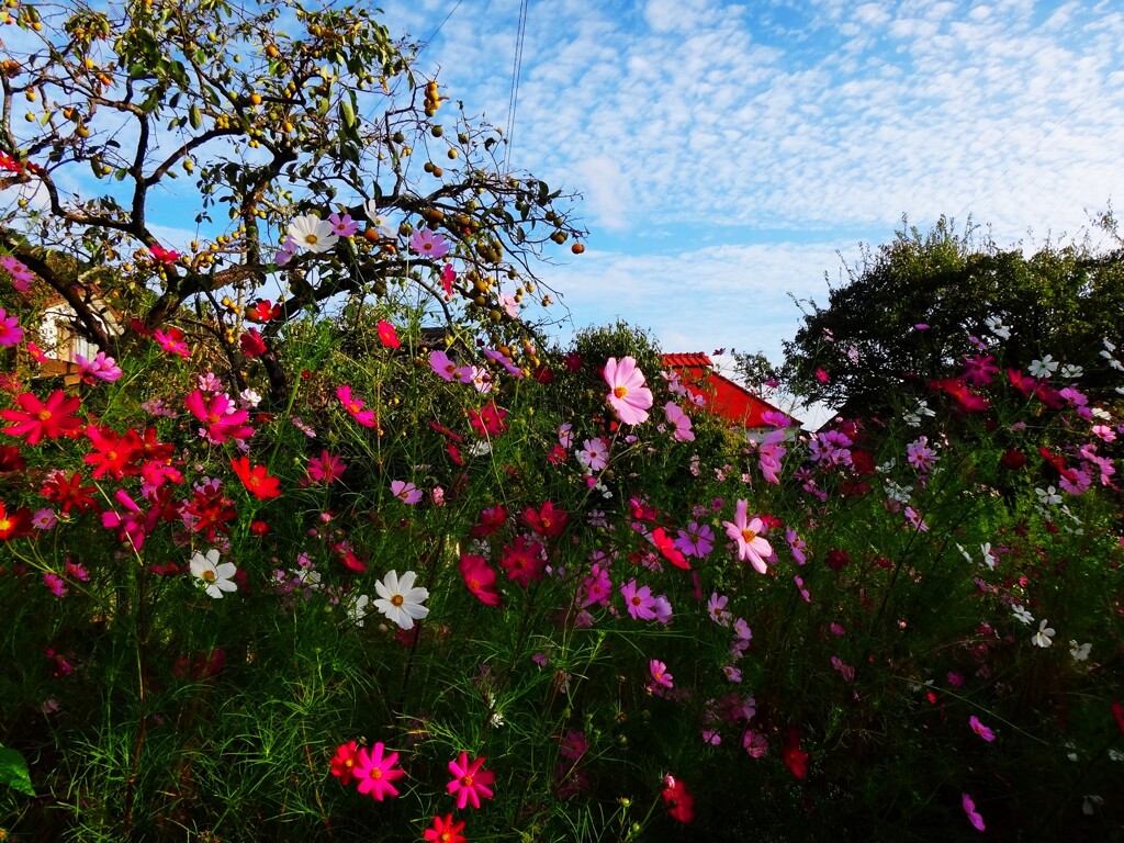 第四千百二十七作　「秋桜　やけに鮮やかな　朝の旅立ち」　山口県小郡