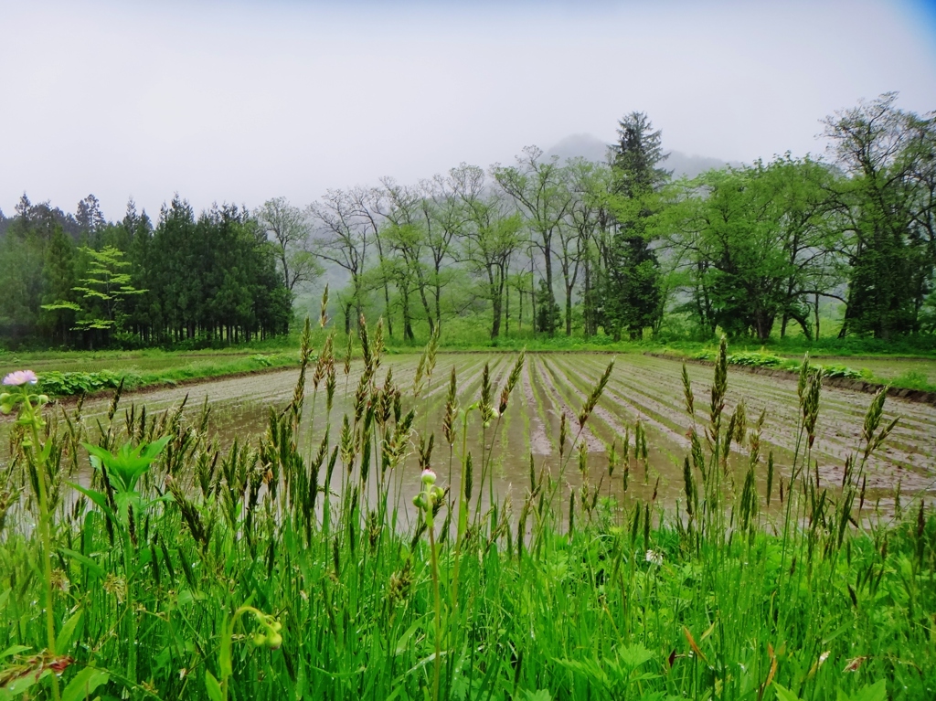 第二千五百十九作　「植えられて　よい雨となり　水田の蛙」　宮城県鬼首