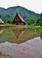 第二千八百七十九作　「ひと雨きさうな　里のみずすまし」　富山県南砺