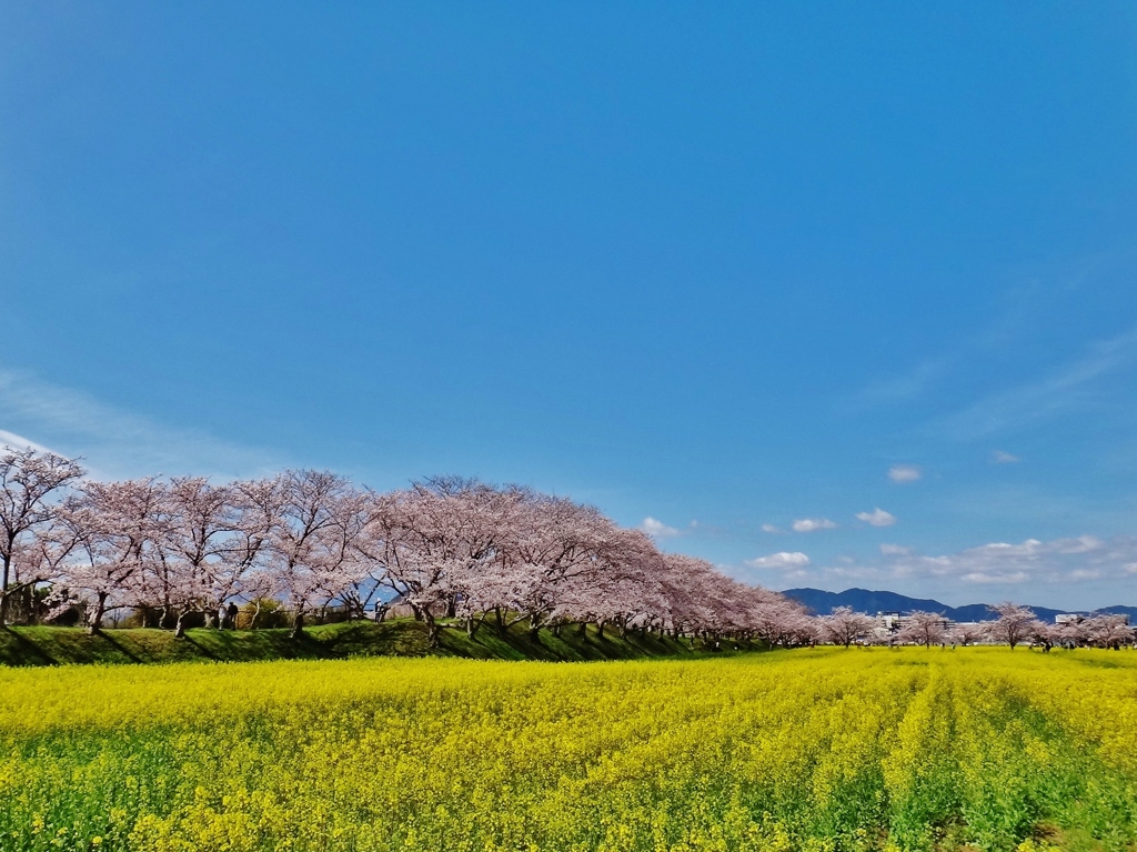 第三千百八十七作　「春色の　花の咲くまま　わが身まかさる」　奈良県橿原