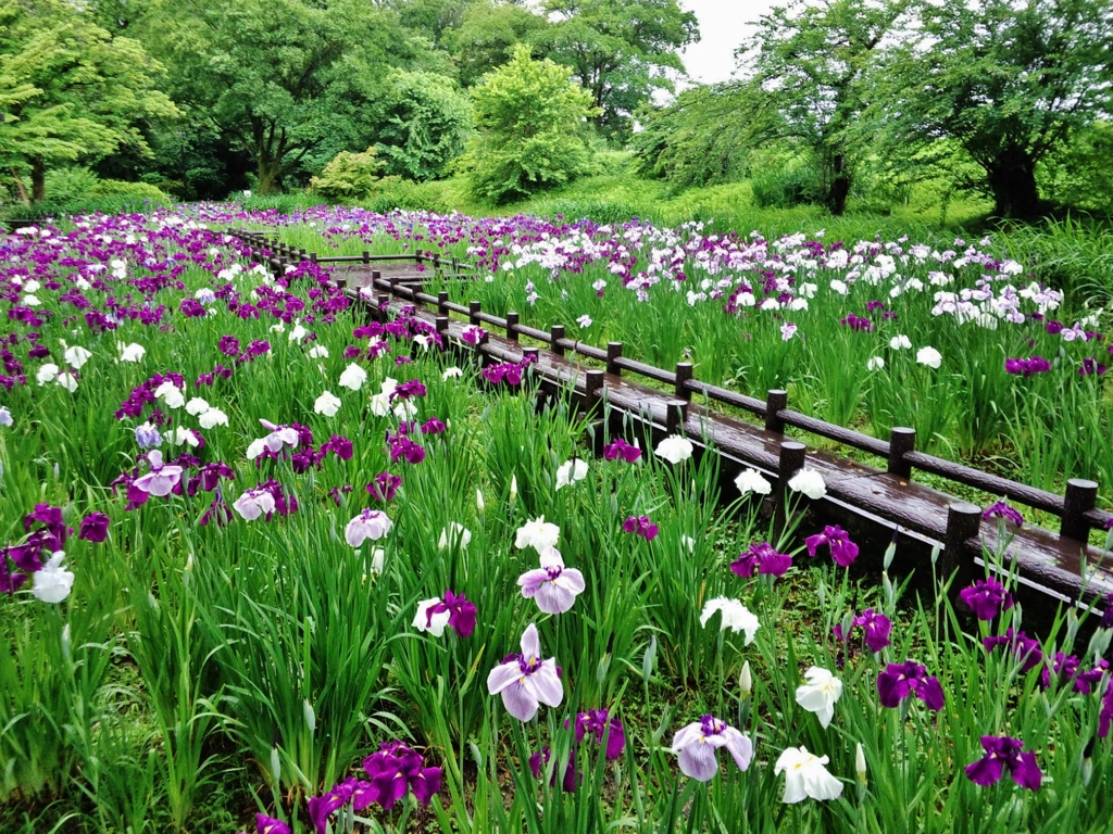 第七百六作　　「花菖蒲に　みとれてゐる間にも　またしぐれ」　富山県入善