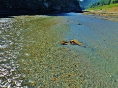 第三千三百作　「小石流るる　夏川を踏む」　埼玉県秩父