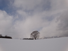 第六百二十三作　　「さくらとわたしと　雪解けを待つ」　岩手県雫石　