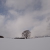 第六百二十三作　　「さくらとわたしと　雪解けを待つ」　岩手県雫石　