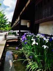 第七百三十作　　「晴れてよろこぶは　菖蒲もわたしも」　島根県津和野