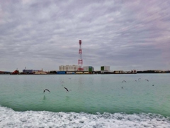 第四千百十四作　「死の海を　舞ふ海鳥の　諍へり」　千葉県船橋