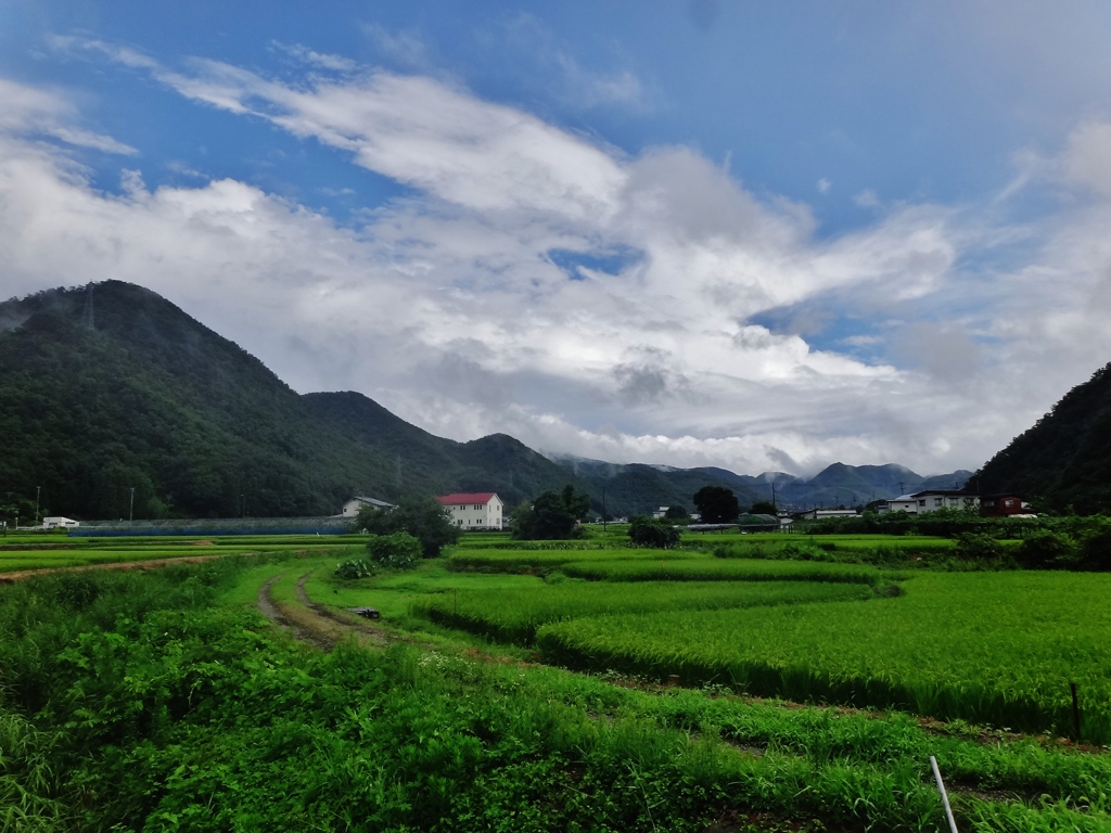 第千五百四作　　「稲穂そよいで　とんぼ落ちつかせない」　山形県高瀬